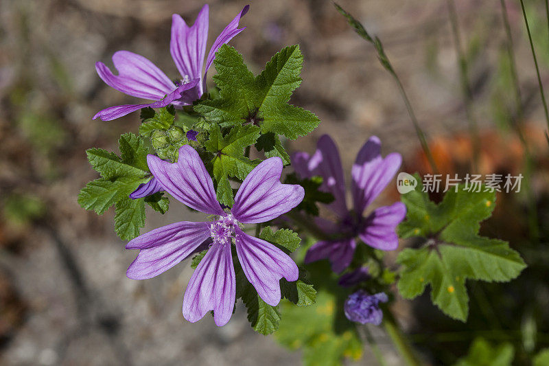 Malva Silvestris -接近